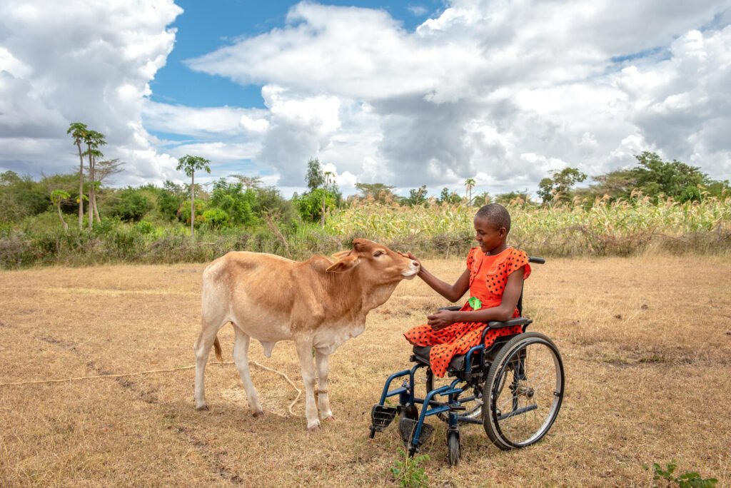 Kenialainen tyttö pyörätuolissa ja perheen lehmä.