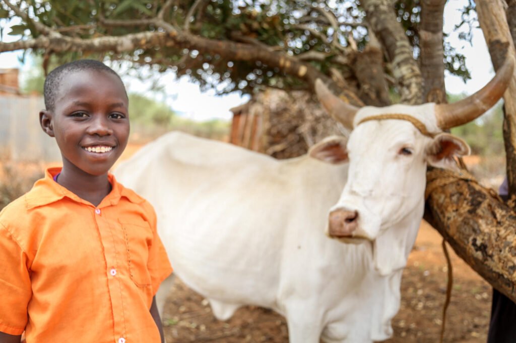 Kenialainen poika ja perheen lehmä.