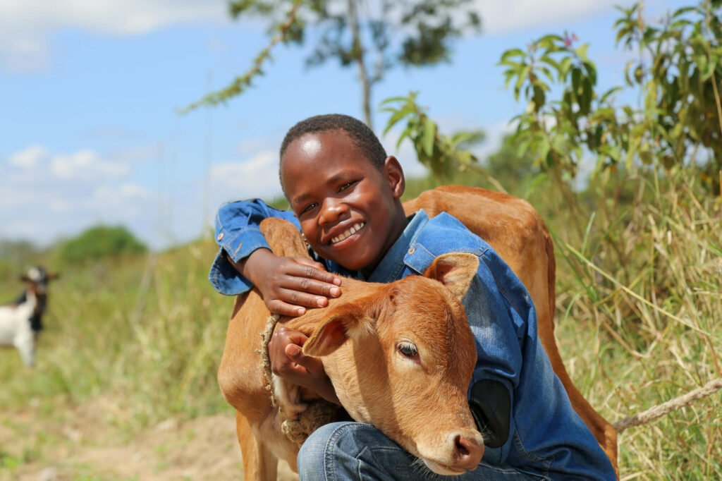 Kenialainen poika halaa perheen vasikkaa.