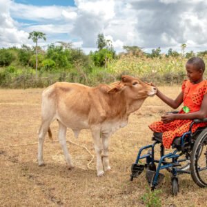 Pyörätuolissa istuva hymyilevä tyttö silittää perheensä lehmän turpaa.